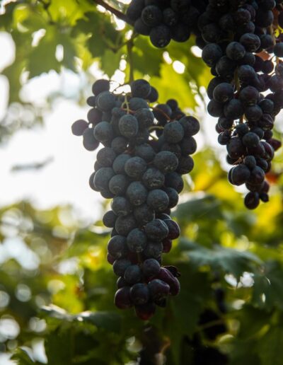 Tros rijpe, donkerpaarse druiven hangend aan de wijnrank in de zonovergoten wijngaard van Nicolis Winery.