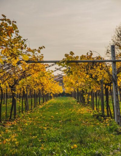 Herfstlandschap in de wijngaard van Nicolis Winery, met rechte rijen druivenranken vol gele en oranje bladeren langs een graspad.